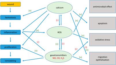 Frontiers Signaling Pathways In Cutaneous Wound Healing